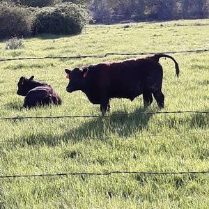 Meet your Posher, Teresa